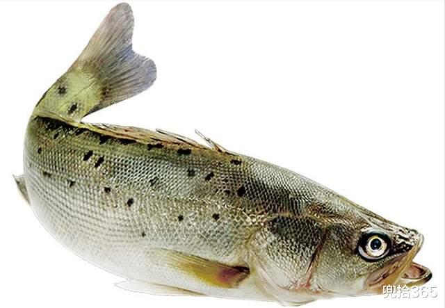 玉环|45斤的米级“鲈鱼王”，浙江男子海钓收获大鱼，老钓鱼人也没见过