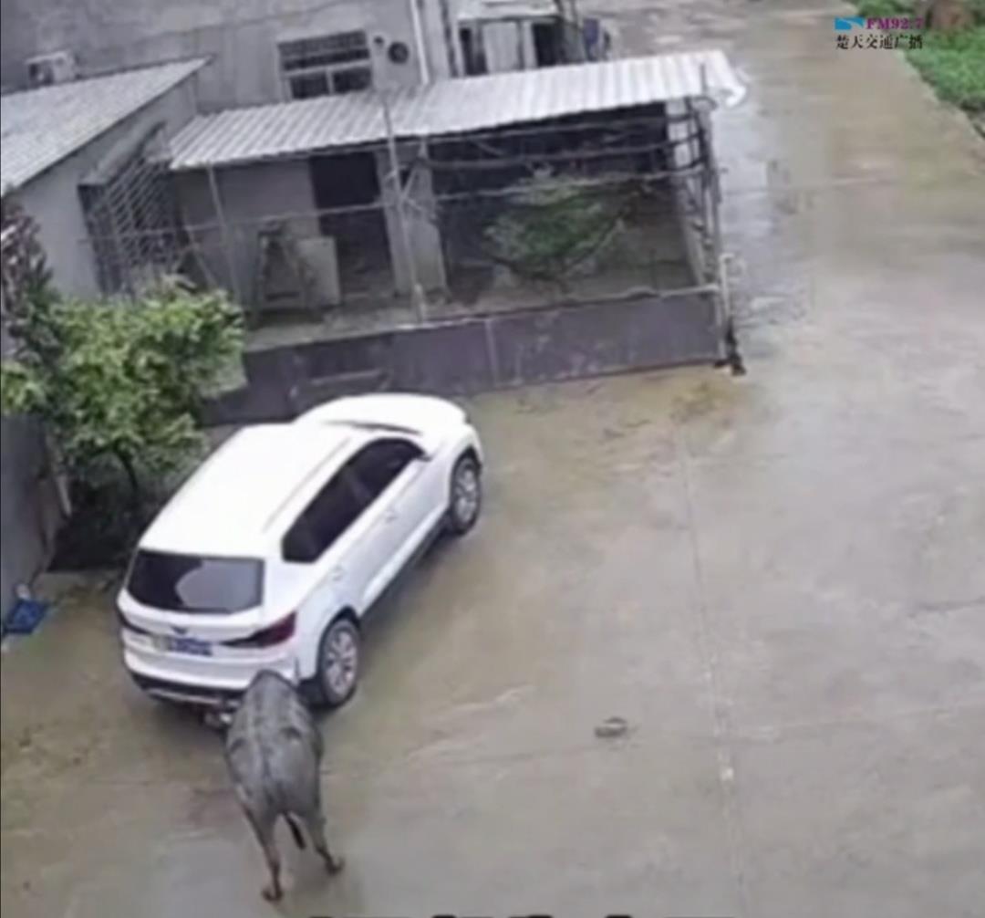 学习领航者 广东广州:水牛用牛角把孩子甩到车底,小孩求饶:别打我好不好