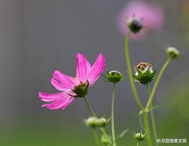 昕月蓝殇美文苑|遇见对的人，才知情深似海