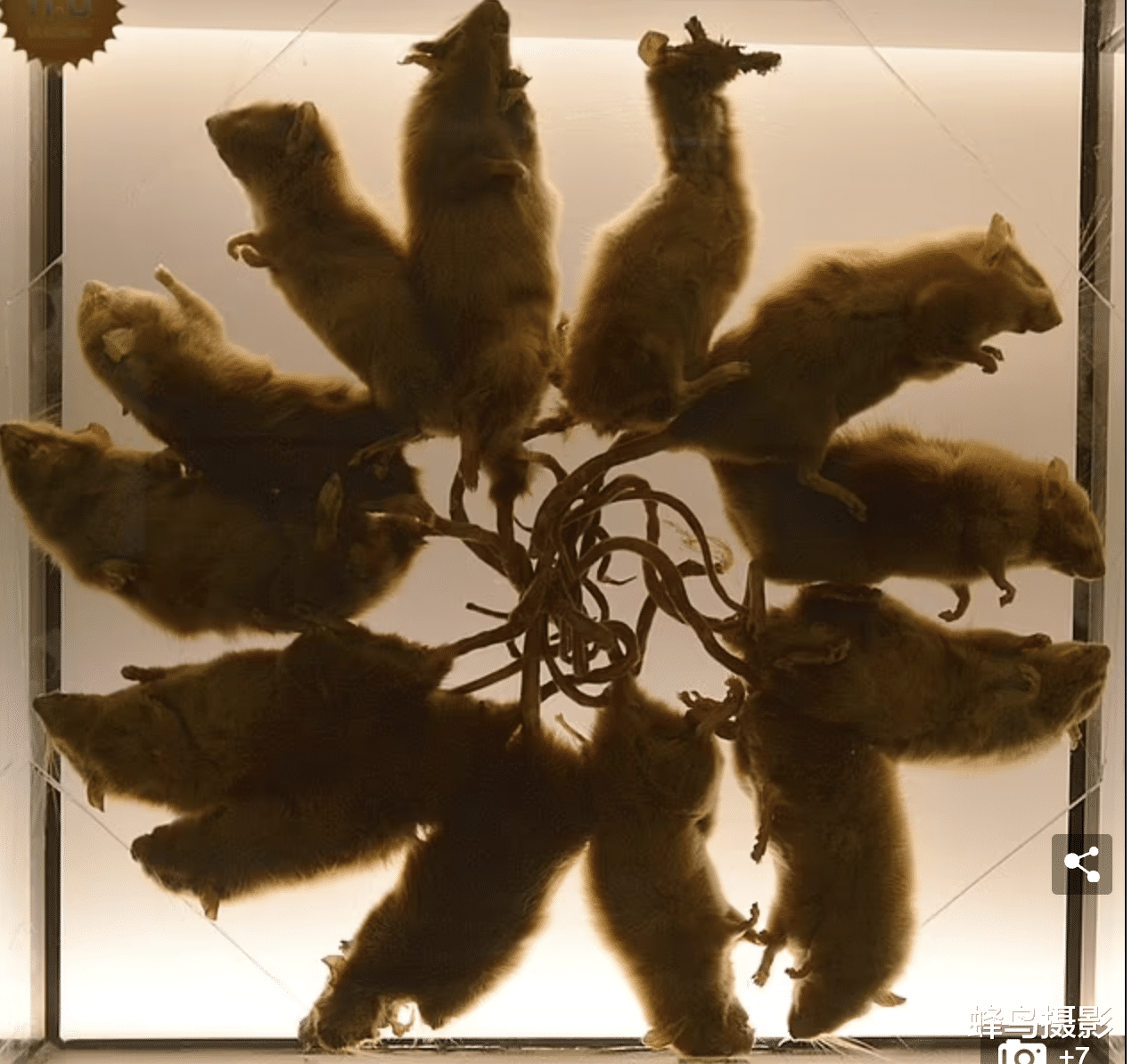罕见“鼠王”？爱沙尼亚发现13只尾巴缠在一起的老鼠，500年60例