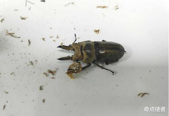 爱因斯坦 世界上最漂亮的昆虫，为何我国不让黄金鬼锹入关？来看看它多可怕