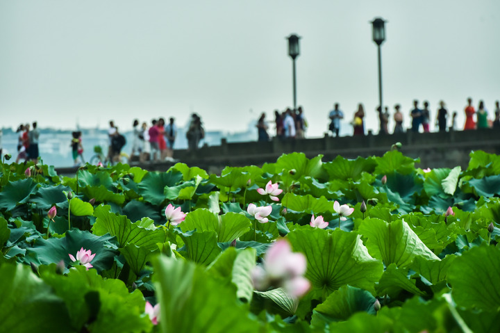 悠久之树|杨万里的这首诗很多人都认为是写景,实际是职场指点语