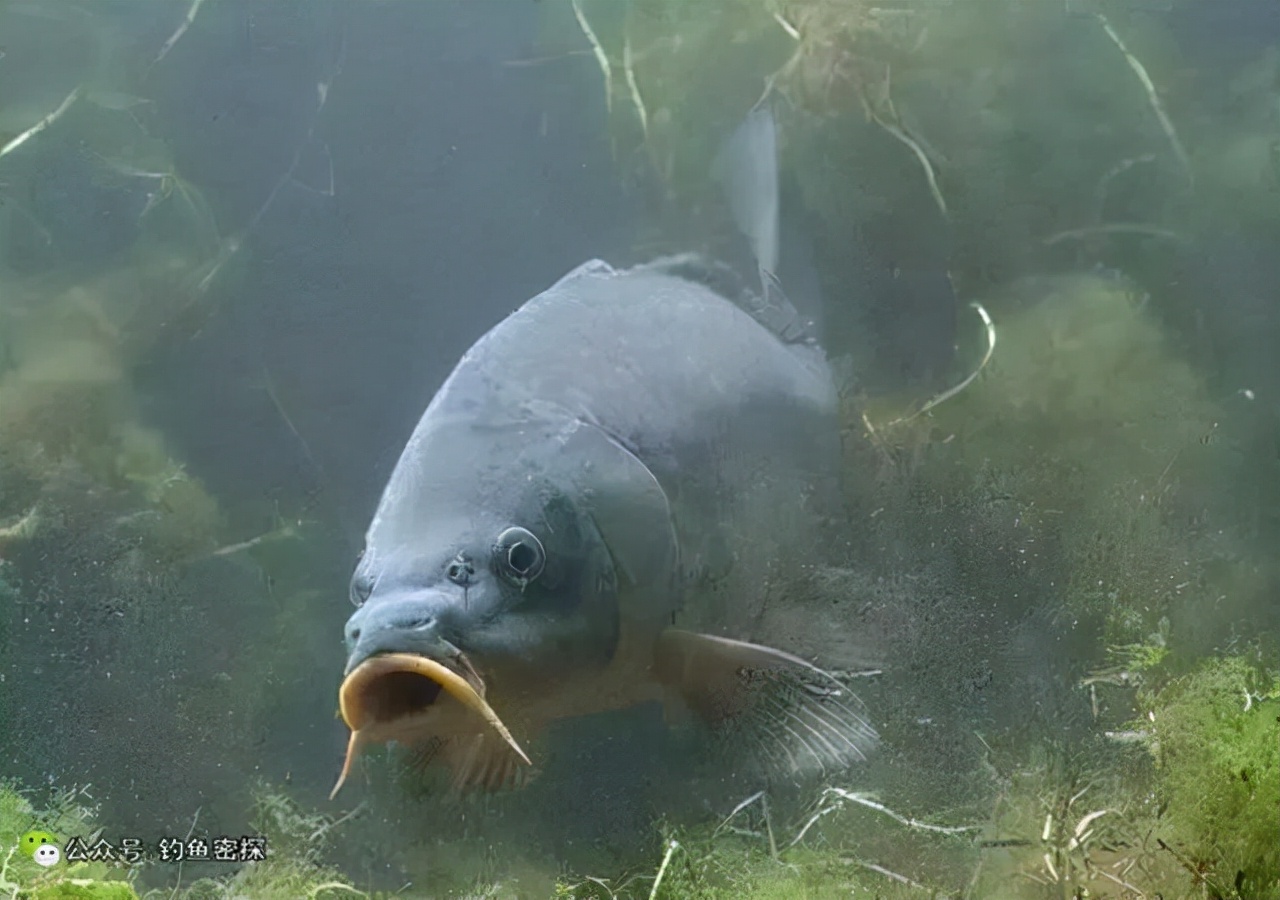 空军|想成为令人敬仰的垂钓高手吗？我这里有个捷径，大家不妨一试