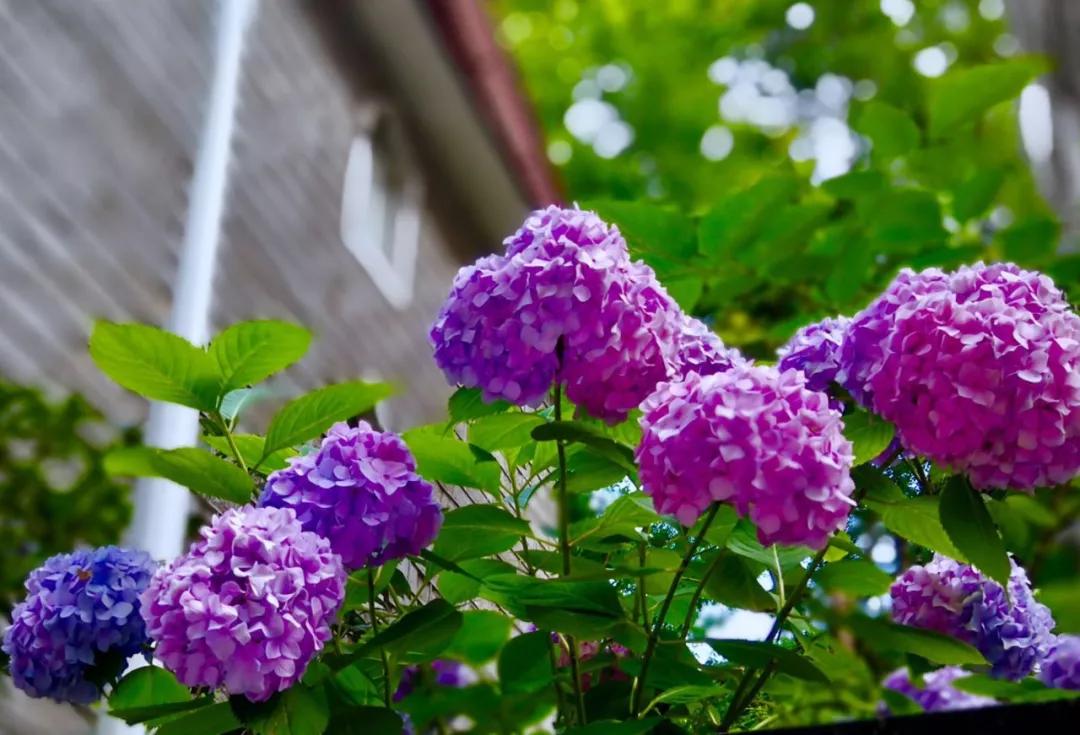 新报业传媒 春光明媚，鸡公山喜迎千人团队高峰踏青赏花