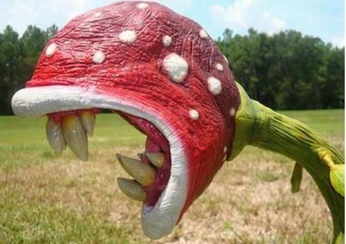 昆虫 真有食人植物吗？一不小心成为树的美餐