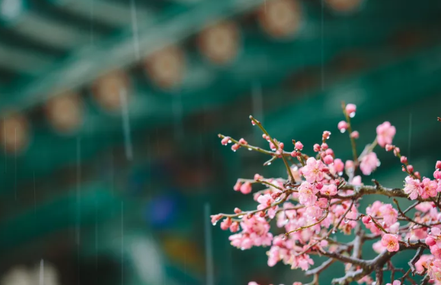 白蚁 长在白蚁窝里的菌类，价格超过黄金，为什么挖到的人就是不肯卖？