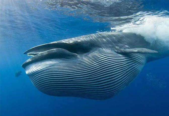 旅行者 连蓝鲸都要臣服的生物有多强？活了600年，还是族群里年龄最小的