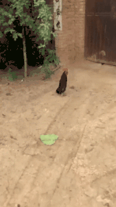 鑫宝聊育儿|“对不起,以后再也不在农村开远光灯了...”哈哈哈面面相觑真尴尬!