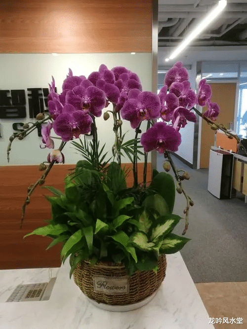 长沙|龙吟师傅:在办公室前台放蝴蝶兰会有什么样的风水效应