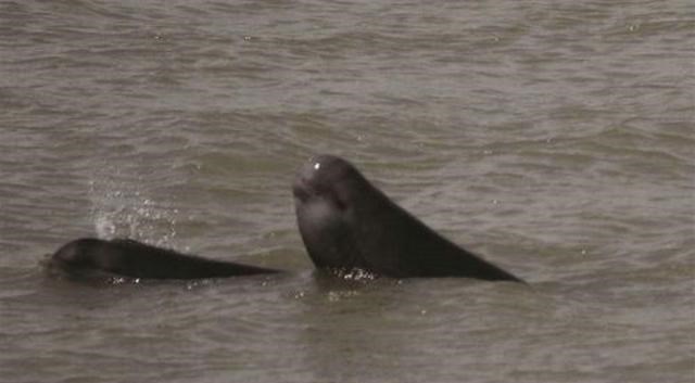 珠江|宁波钓鱼人水边发现死亡江豚，有明显伤痕，钓鱼人：以为是大鱼