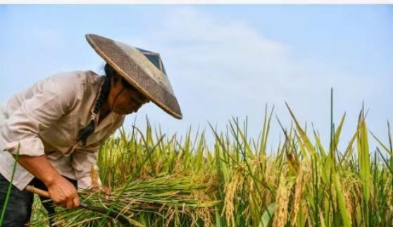 家中大小宝|美国宁愿赔钱也要出口粮食给中国，打得什么主意？终于找到答案