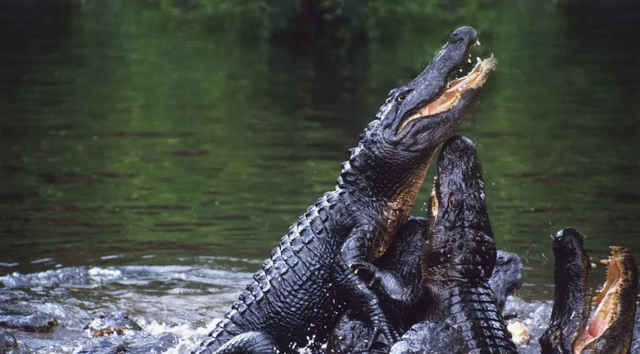  鳄鱼家族有多倒霉？努力了两亿年，每次在马上称霸时被地球针对