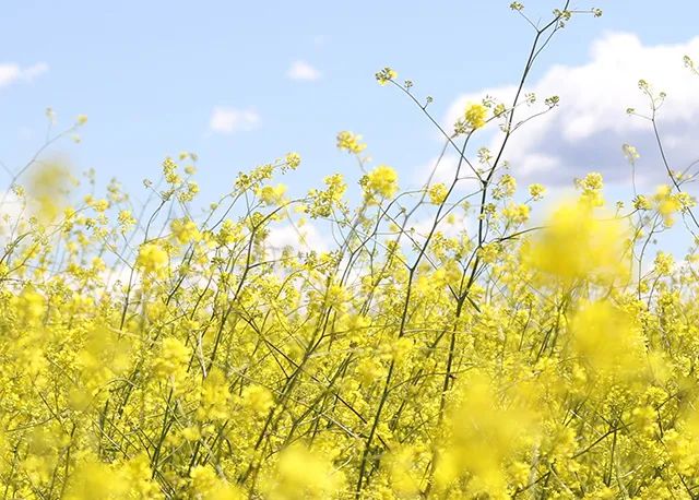 公明易学|多情的女命