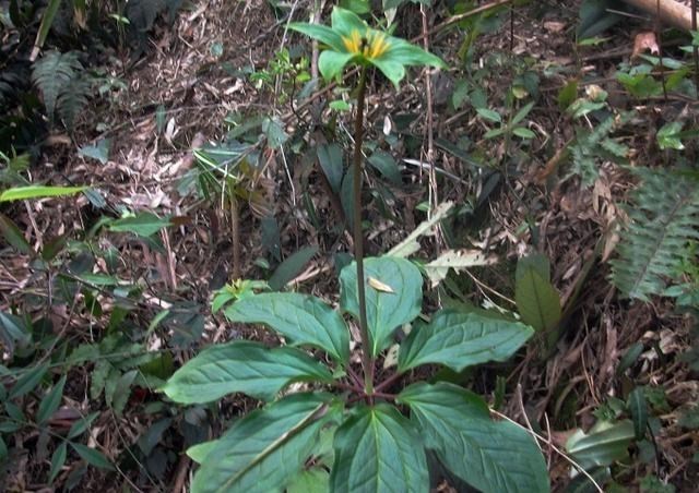 次等叔 若在竹林见到这”东西“，那是你的福气，别犹豫，抓紧挖走带回家