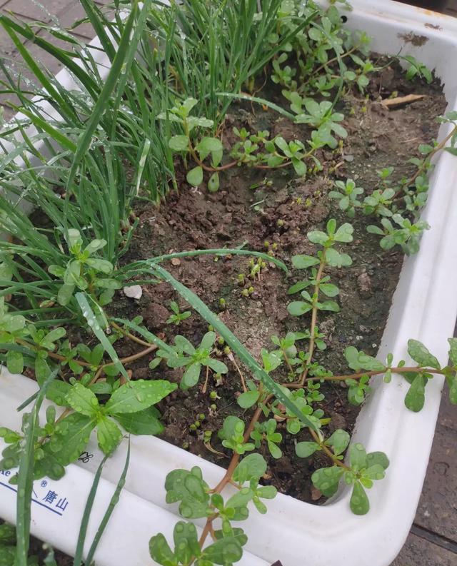 |住顶楼的,楼顶公共区域可以种点花花草草吗?