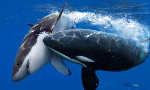 虎鲸 世界上10大海洋生物，蓝鲸只能排第2，第1名没想到是它！