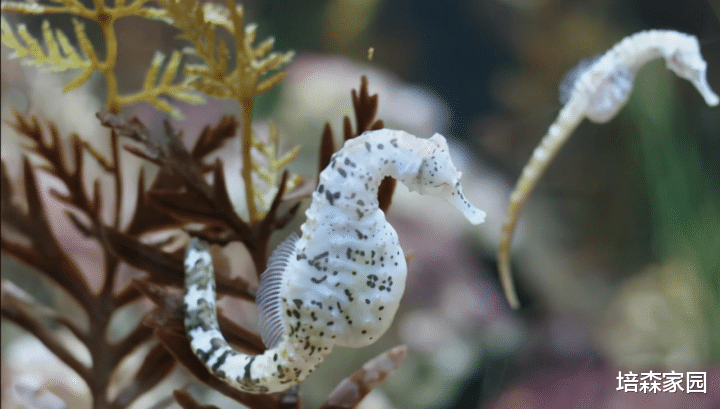 UFO 体型这么大的鲸鱼竟然只有一半牙齿？