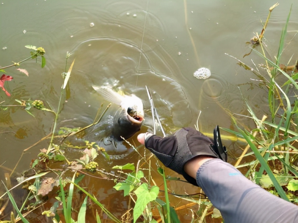 |别埋怨自己钓不到鱼了，学会这三个技巧，提高渔获不再难