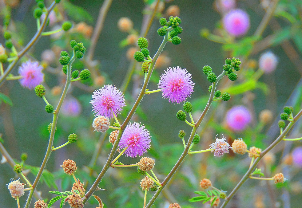 生肖夜梦|7月，好运接二连三，事业鲤跃龙门，鸿运加身，3生肖财富倍增，一帆风顺