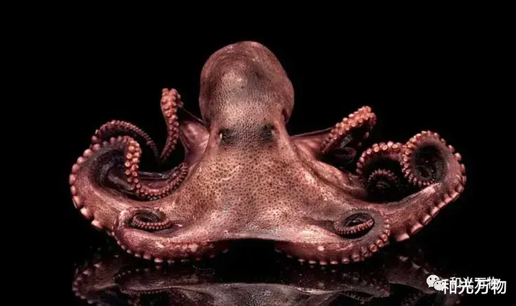 最接近外星人的生物,章鱼为什么如此聪明?新研究:章鱼大脑褶皱多!