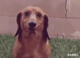 秋秋聊育儿|“日本天皇19岁独生女照片流出,网友纷纷炸锅了”似曾相识啊