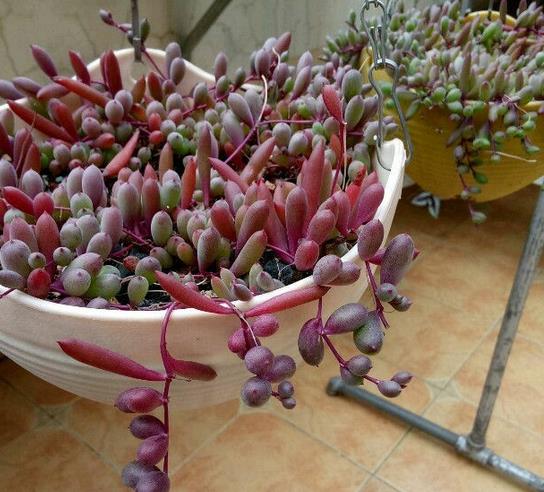 植萌|为什么养紫玄月,看看紫玄月垂吊的状态,情不自禁喜欢上了