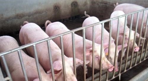 生猪价格 4月28日北方猪价上涨，南方价格下跌，五一期间生猪行情何去何从