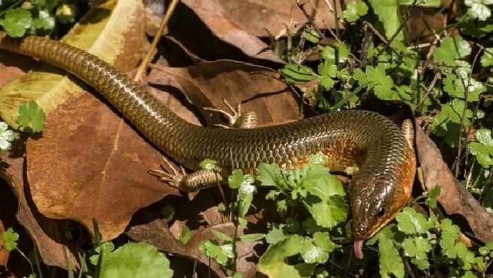 千年小树讲健康|坐月子与中医的关系和真相