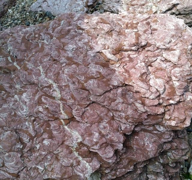 童书小窝|辽宁这个海岸边藏着“会开花的石头”，开的是玫瑰花，有几亿年了