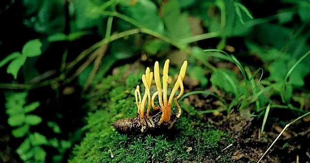 癌细胞|杀死癌细胞的效力高出40倍！虫草素提取物在1期临床试验中显示出巨大希望