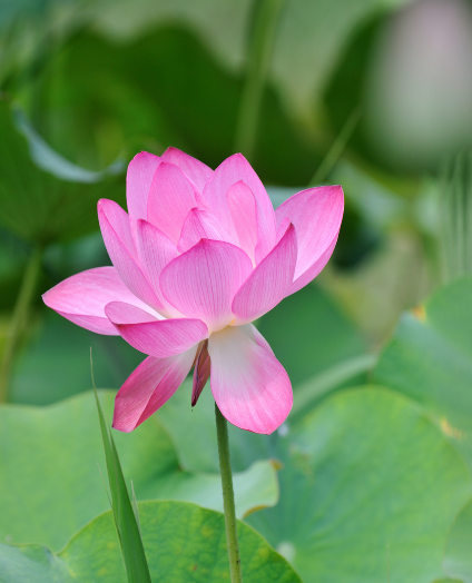 星临天下 进入11月上旬，4属相时来运转，财旺贵人旺，生活蒸蒸日上