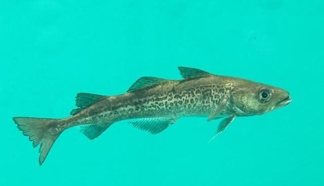 若珍|避开中国加工厂,“独占”明太鱼资源,俄罗斯在打什么算盘?