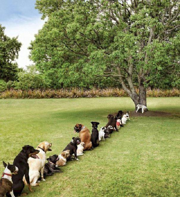 动物的智商,到底有多“高”?一组图揭晓,看完你就知道了