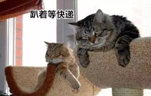 |iPhone 13再翻车！屏幕又红又绿，把我看瞎了