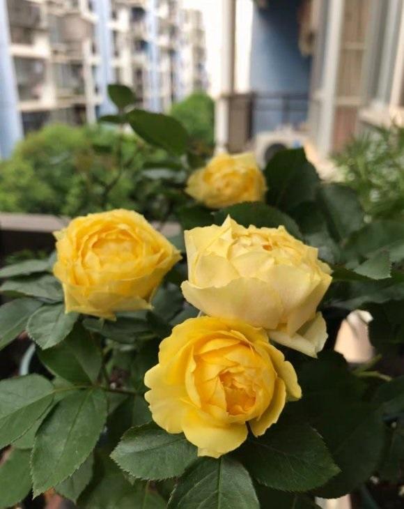 向阳园艺|进入秋天，月季花要施肥，追肥有利于新叶子生长，还能二次开花