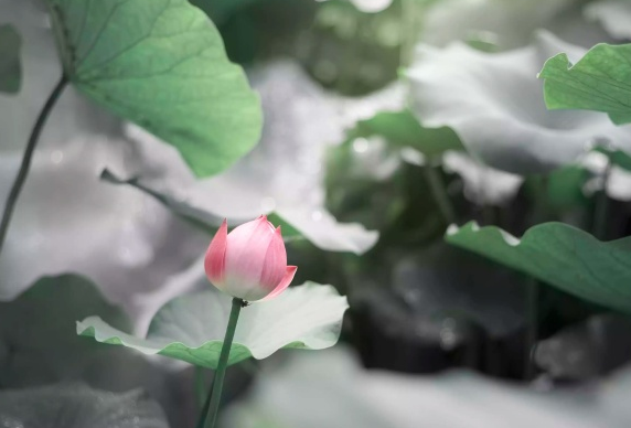 生肖|未来三个月，4属相贵人相助，事业步步高升，财源广进，生活无忧