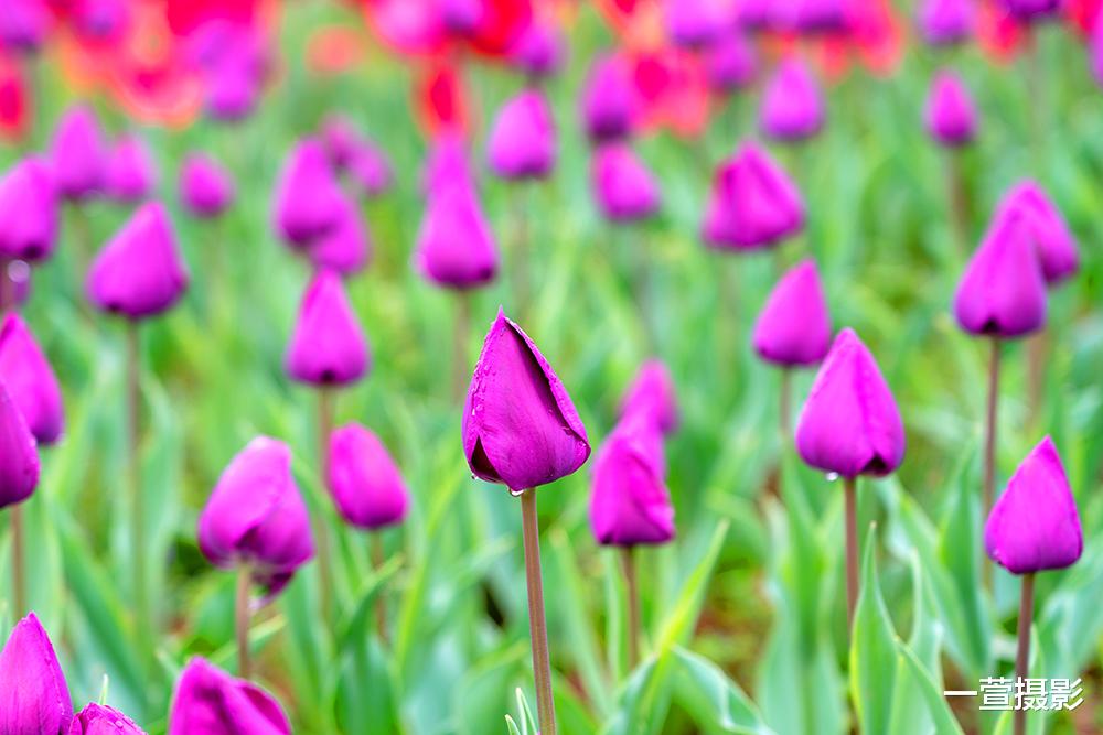 摄影构图有什么作用 它与摄影做减法有什么关系 新手怎样学构图