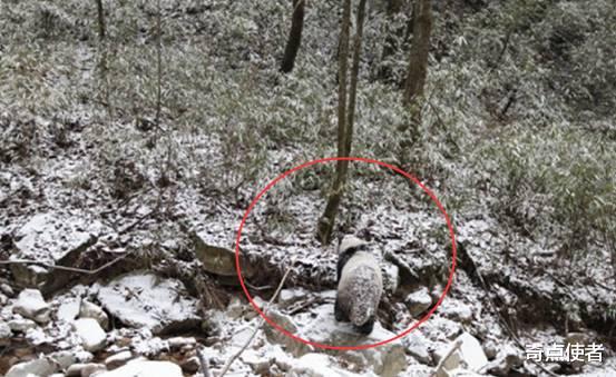 熊猫竟是“伪装者”!专家:黑白皮毛是为了躲避天敌,对手是谁?