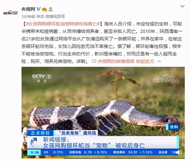银环蛇|女孩网购银环蛇当宠物被咬后身亡