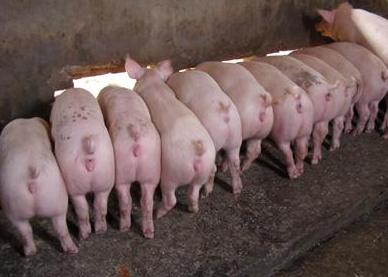 美國為什麼能成養豬第一大國？看人傢養豬場怎麼處理豬糞就明白瞭-圖6