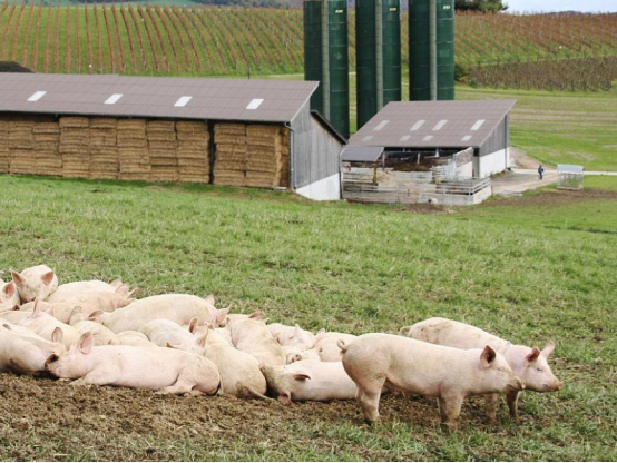 小然说奇闻|天太热的时候，猪不吃东西怎么办？这些解决措施要注意