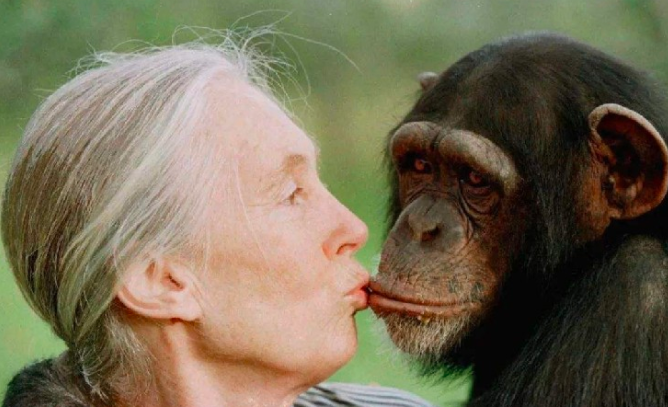 兜妈爱叨叨|不可思议的研究:科学家同时养育猩猩和孩子,实验终止后发生悲剧