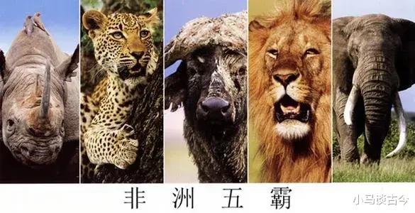 银河系 非洲五霸中哪个最厉害？