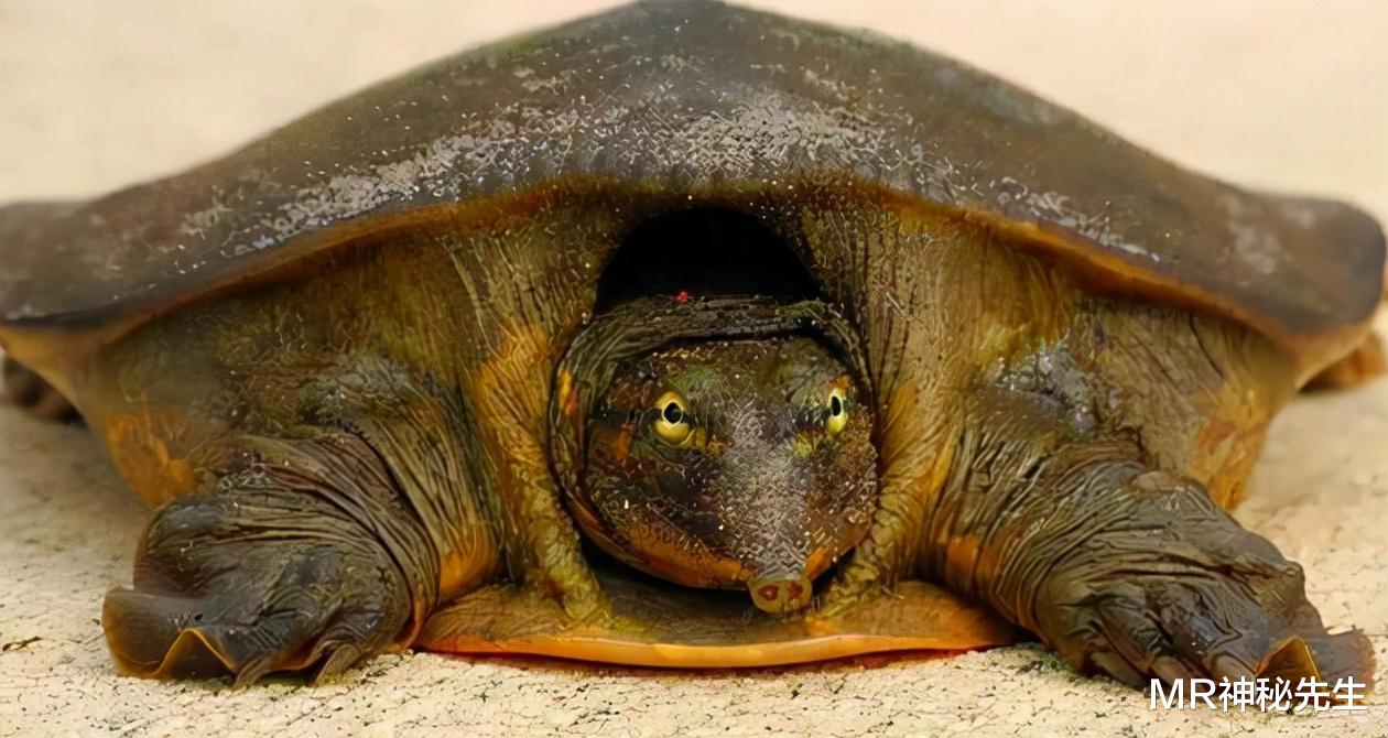 MR神秘先生|印度专家建议将恒河鳖卖到中国，为何被我国一口拒绝？