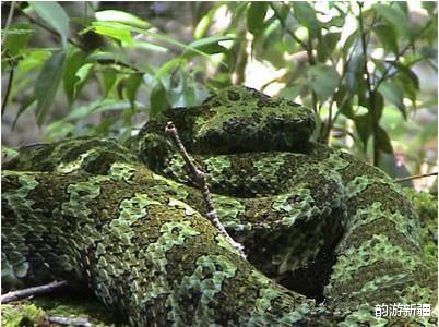 韵游新疆 “蛇中大熊猫”，世界上最大的蛇，那是湖南的莽山烙铁头！