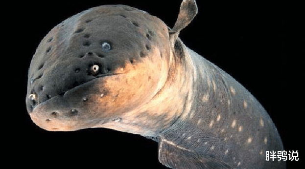 郭碧婷|skr电鳗吴亦凡和都美竹的事情最近在网上闹得沸沸扬扬