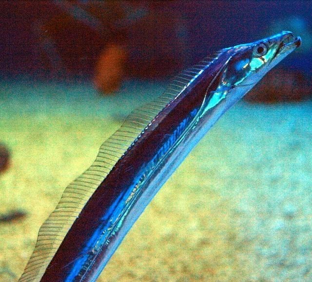 花颜有情兮 为什么我们看不见活的带鱼?其实带鱼还没出水,就会“自爆”一次