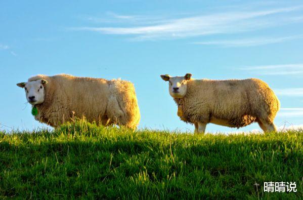 晴晴说|属相羊，2021年不容易盲目跟风做一些不必要的项目投资！