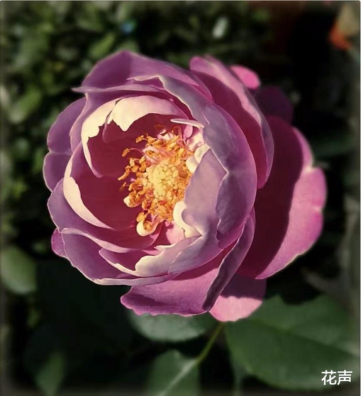花声 以香闻名的月季—羊脂香水，花美如芍药，花香飘满屋，四季能开花