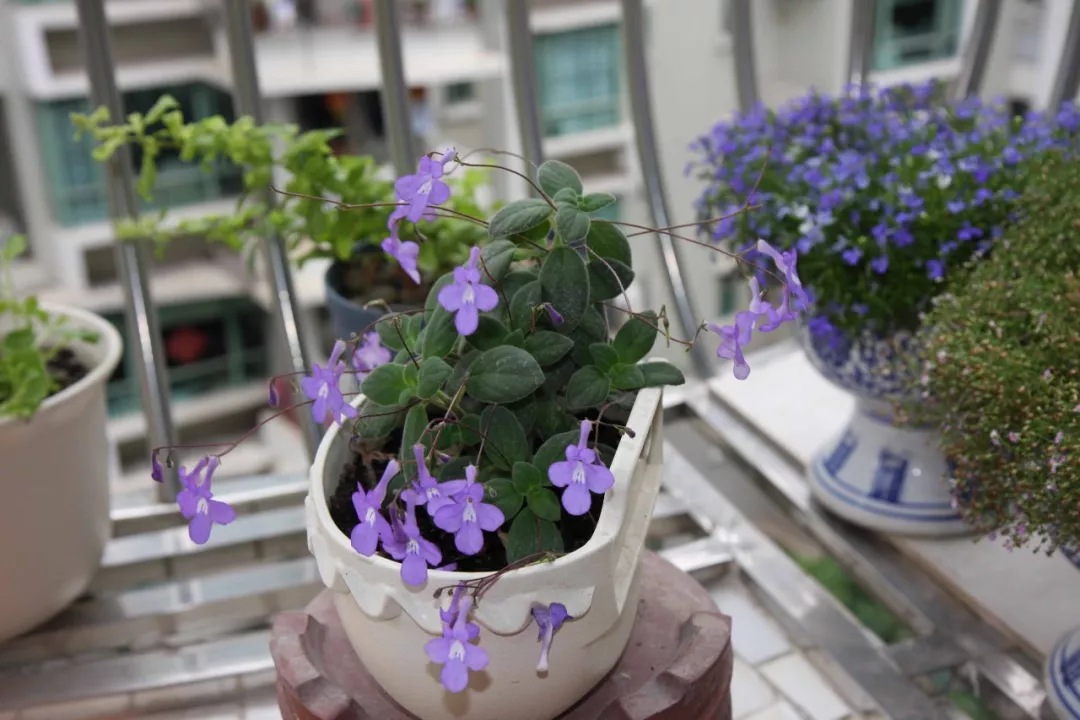 阳台花园，美！美！美！